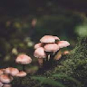 Meet your Posher, Frances